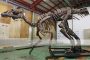 大型恐龙化石复制品