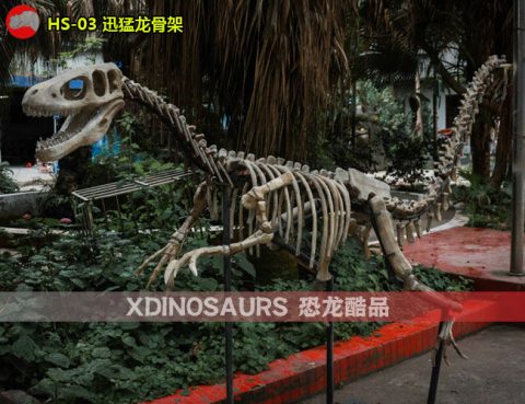 仿真迅猛龙骨架