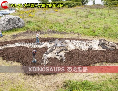 大型霸王龙骨架挖掘现场