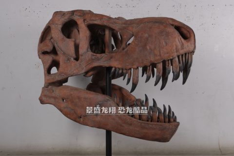 仿真霸王龙头化石复制品