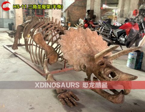 仿真三角龙化石(半身)