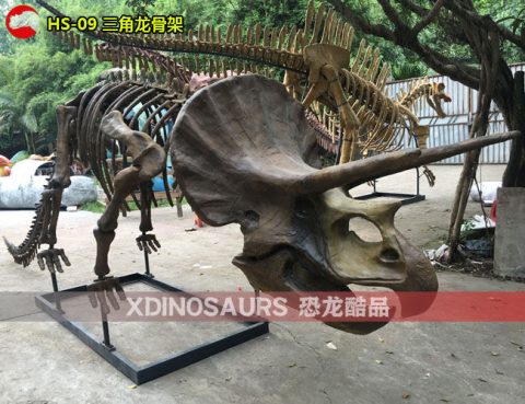 三角龙骨架复制品