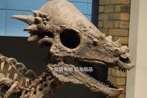 肿头龙头骨模型