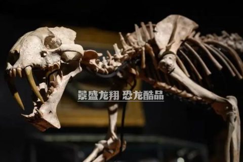 仿真剑齿虎骨架模型