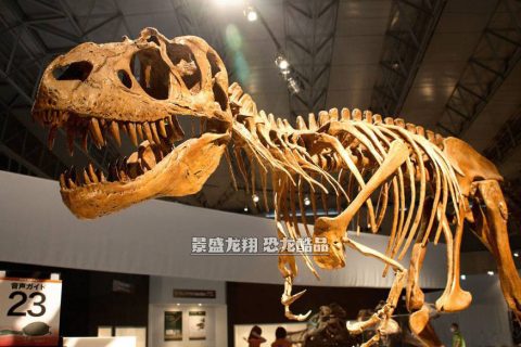 博物馆恐龙骨架