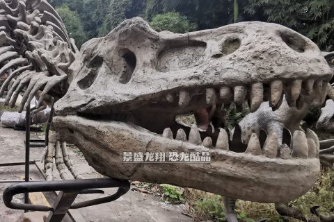 制造的恐龙骨架模型