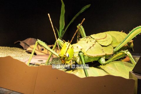 昆虫模型(蚂蚱模型)