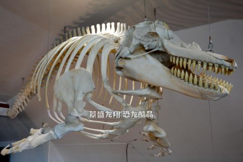教学展馆海洋动物骨架装饰
