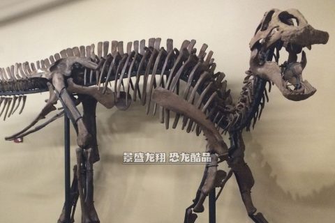 大型恐龙骨架装饰展品