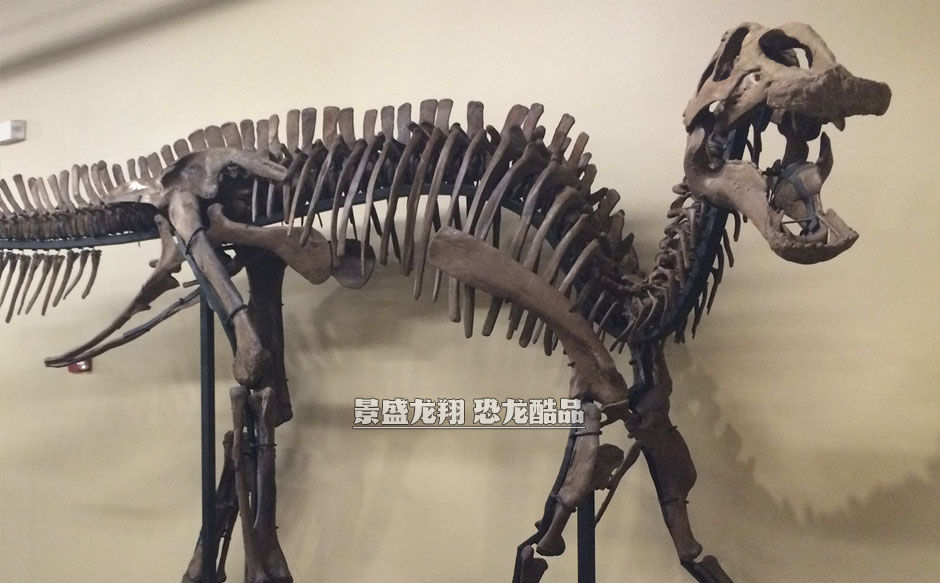 大型恐龙骨架装饰展品