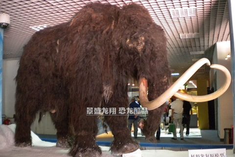 猛犸象复原模型