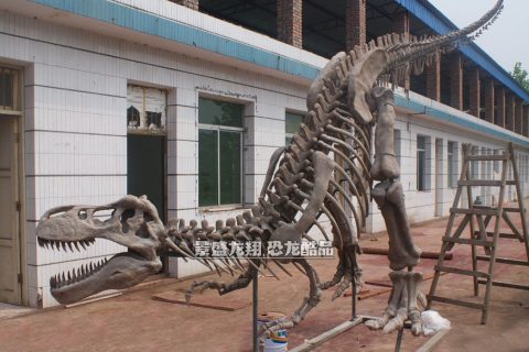 恐龙化石复制品