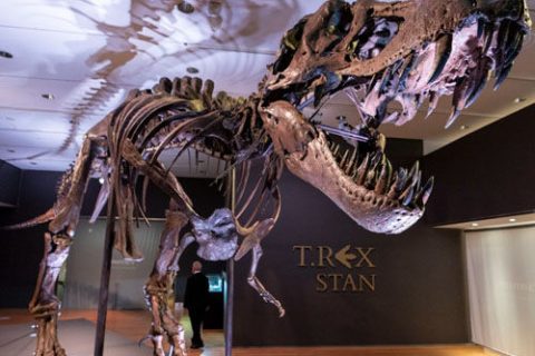 霸王龙化石展品 - STAN