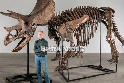 恐龙化石骨架复制品(三角龙)