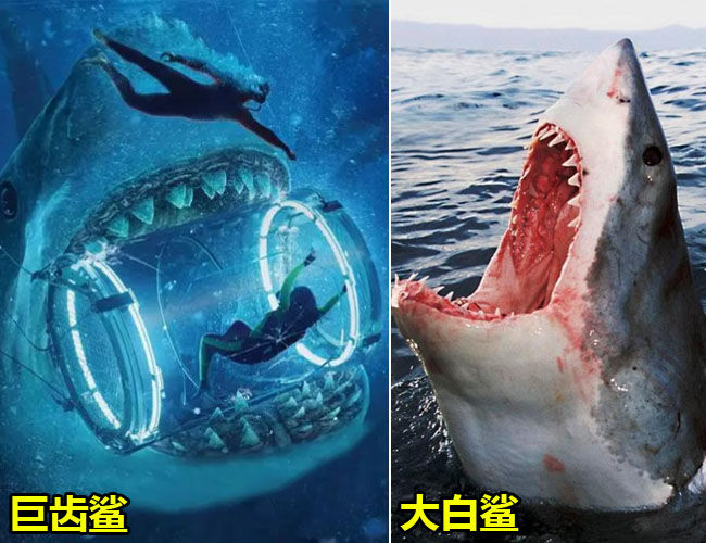 巨齿鲨VS大白鲨