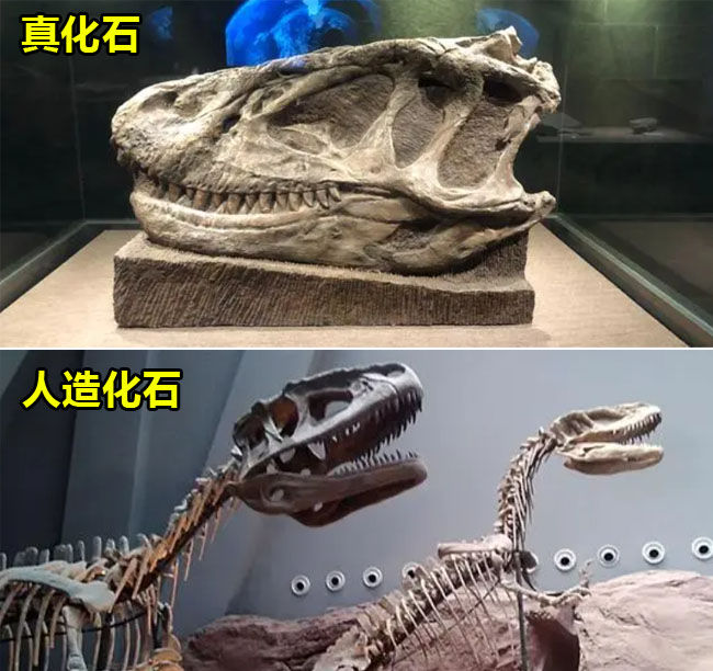 真假恐龙化石展品
