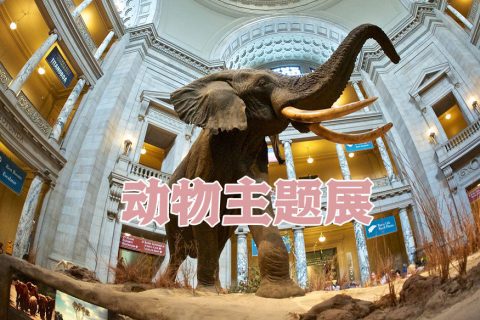 动物主题展热门模型