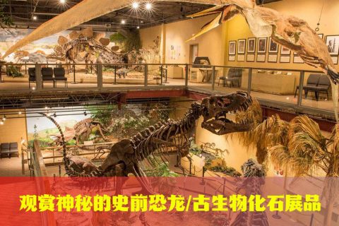 观赏恐龙化石展品