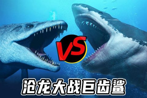 巨齿鲨VS沧龙