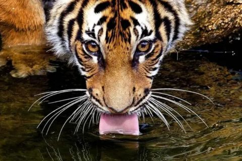 老虎