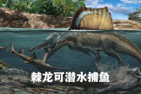 棘龙捕鱼