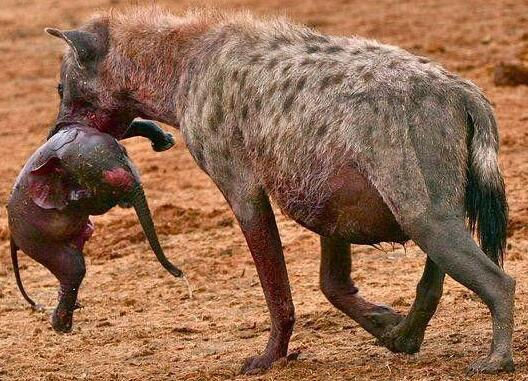 鬣狗猎食幼年小象