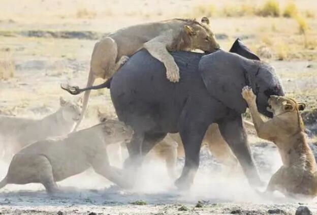 狮子捕猎大象