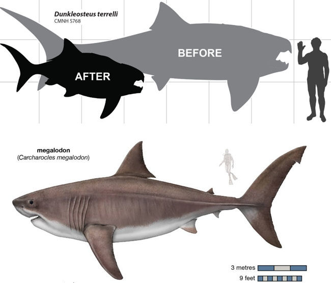 邓氏鱼和巨齿鲨的尺寸对比