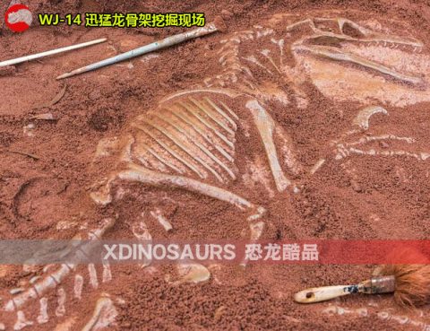 迅猛龙化石挖掘现场雕塑
